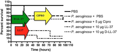 Figure 6: Treatment of P. aeruginosa-infected G. mellonella. d-LL-37 significantly prolonged the survival of G. mellonella infected with 1 × 103 CFU P