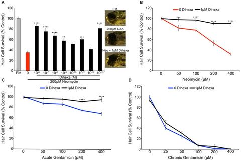 Figure 2: Dihexa protects hair cells from acute aminoglycoside treatment. (A) Dihexa confers dose-dependent protection from 200 μM neomycin with two p