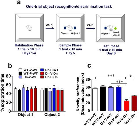 Figure 4: Prenatal to early postnatal treatment with P021 ameliorates impairment in long-term recognition memory in adult Ts65Dn mice.(a) The experime
