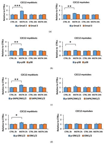 Figure 1: Myostatin-induced changes in the canonical (Smad3) and noncanonical (MAPKs) pathways were greater in C2C12 myoblasts than they were in myotu