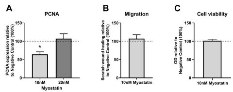 Figure 3: (A–C): PCNA expression, cell migration and cell viability in myostatin treated VSMCs relative to non-myostatin treated control (100%). (A)—P