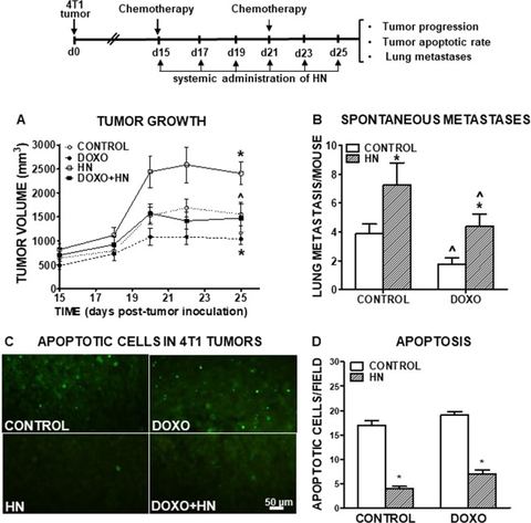 Figure 4: Effect of HN on the progression and chemosensitivity of experimental TNBC. BALB/c mice were s.c. inoculated with 3 × 105 murine TNBC 4T1 cel