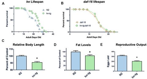Figure 1: Humanin overexpression is sufficient to increase lifespan in C. elegans. HN overexpression significantly increased lifespan in worms (averag