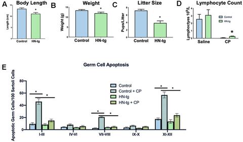 Figure 2: HN-tg mice phenocopy the transgenic worms and are protected from toxic insult. Humanin transgenic mice have a significant decrease in body l