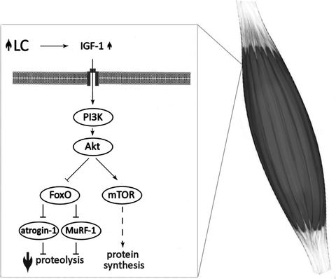 Fig. 2: The association between LC supplementation and the regulation of metabolic pathways involved in muscle protein balance. 