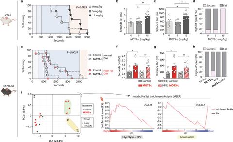 Fig. 2: MOTS-c treatment increases physical capacity in young mice regardless of diet.a–c Treadmill performance of 12-week-old male CD-1 (outbred) m