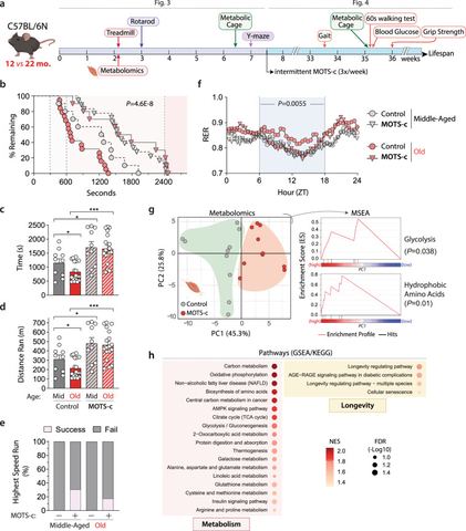 Fig. 3: Acute MOTS-c treatment enhances physical capacity in old mice.a Schedule of MOTS-c treatment and assays in middle-aged and old C57BL/6N mice