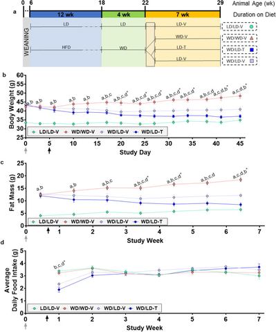 Figure 1: NNMTi treatment combined with a lean diet switch accelerated weight and fat loss, promoting persistent weight and fat reductions without imp