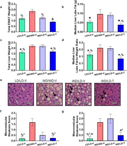 Figure 2: NNMTi treatment combined with a lean diet (LD) switch returned liver adiposity, liver and EWAT weights, and microvesicular and macrovesicula