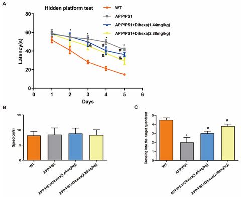 Figure 2: Dihexa rescued the cognitive ability of APP/PS1 mice. (A) Dihexa improved spatial learning when locating the hidden platform. Data were anal