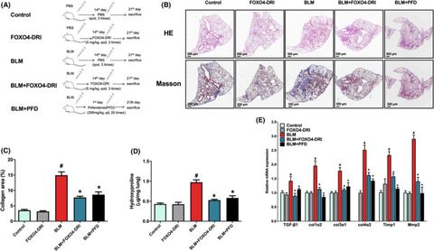 FIGURE 1: FOXO4‐D‐Retro‐Inverso(FOXO4‐DRI) ameliorates bleomycin (BLM)‐induced pulmonary fibrosis (PF). (A) Schematic diagram illustrating the experim