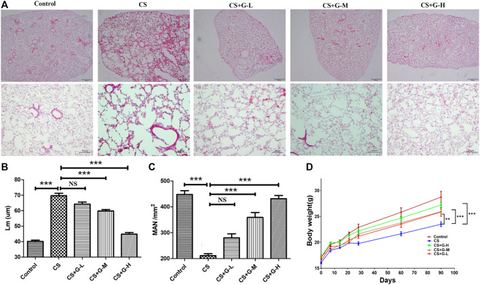 FIGURE 1: GHK-Cu alleviates cigarette smoke-induced emphysematous changes. (A) Photomicrograph of HE-stained slides for histological analysis of mice 