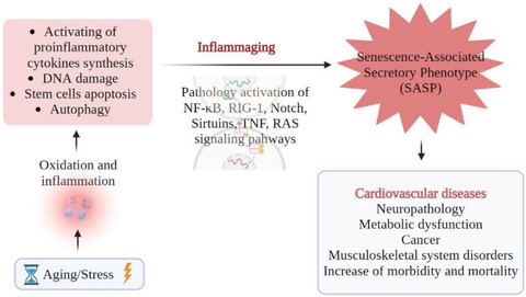 Figure 1: SASP, inflammaging and age-associated diseases.