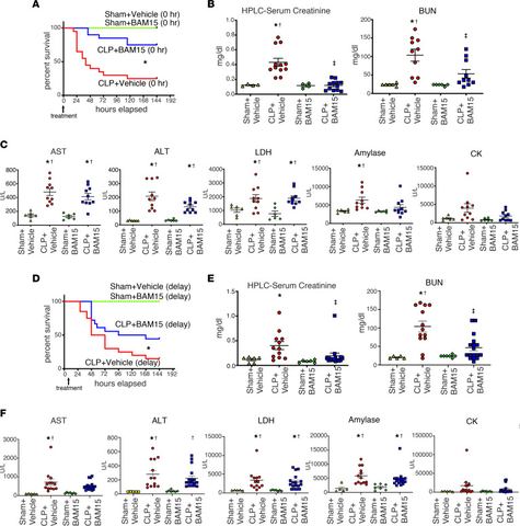 Figure 1: BAM15 treatment improves mortality and AKI in septic mice, even with delayed administration.(A) Kaplan-Meier curves of male mice subjected t