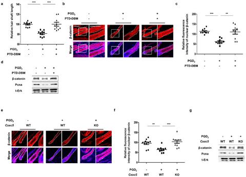 Figure 3: Effects of blockade of Cxxc5 function on hair regrowth. (a–d) The dorsal skins of C57BL/6N 7-week-old wild-type mice were depilated and harv