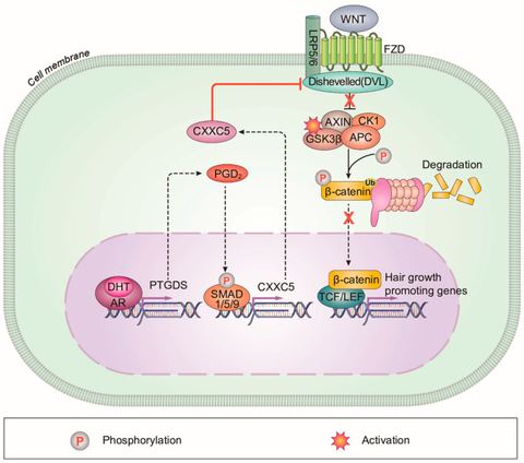 Figure 6: A schematic model for the DHT-induced alopecia mediated via PGD2–CXXC5 axis. CXXC5 plays a role as a mediator of DHT-induced androgenetic al