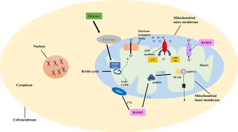 Figure 1: Mechanism of BAM15-induced uncoupling of oxidative phosphorylation. The link between pyruvate production, the Krebs cycle, proton release, a