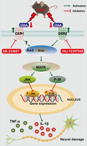 Fig. 9: Anti-inflammatory signaling pathway mediated by OXA and OXR2 in SAE