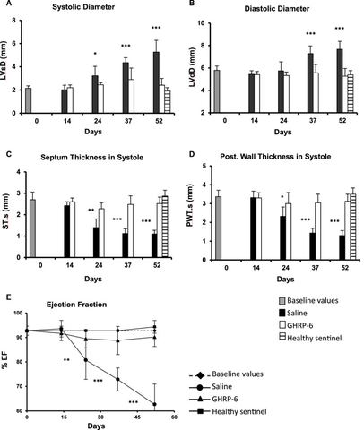 FIGURE 3: Echocardiographic characterization of morphologic and functional parameters in healthy and doxorubicin-treated animals. (A) Systolic diamete