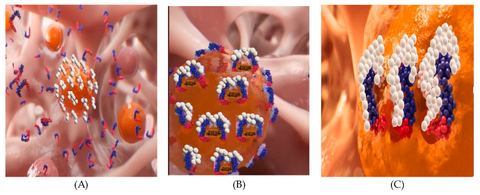 Figure 8: Model for PNC-27- and PNC-28-induced transmembrane pore formation in cancer cells, shown as occurring in three discrete steps: (A) Cancer ce