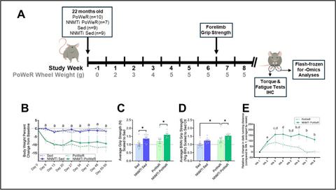Figure 1: Muscle performance is enhanced by NNMTi treatment, exceeding exercise effects in Sed mice and additively improving performance in exercised 