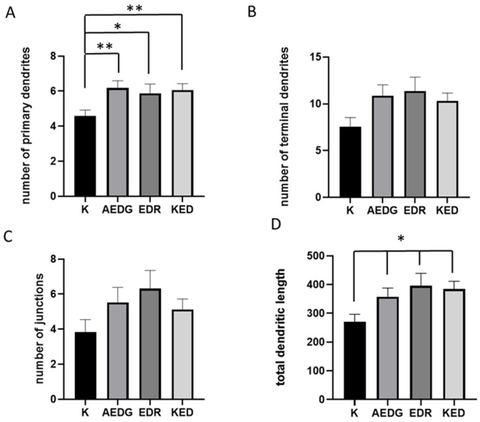 Figure 6: Histogram illustrating the number of primary processes (A), the number of branching points (B), the number of terminal processes (C), and th