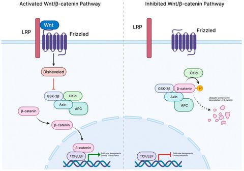 Figure 1: Overview of activated and inhibited Wnt/β-catenin pathway.