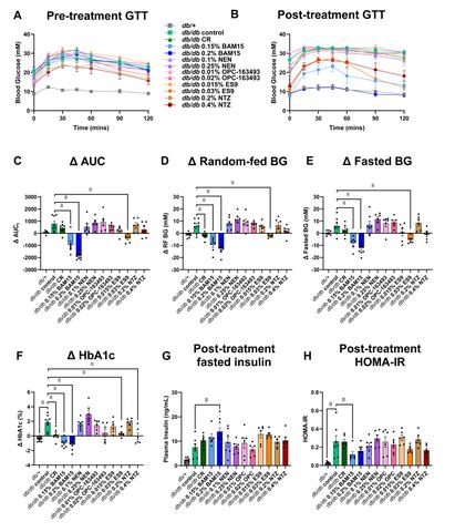 Figure 5: BAM15 and ES9 treatments improve glucose control in db/db mice. Intraperitoneal glucose tolerance tests were conducted A) prior to treatment