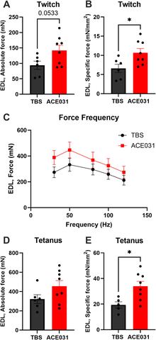 Fig 3: Ex vivo muscle functional assessment.(A) Absolute isometric twitch force of the EDL in ACE-031 treated marmosets compared to control marmose