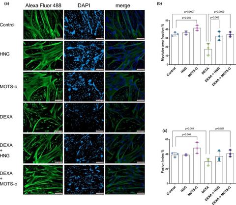 FIGURE 1: MOTS‐c and HNG mitigate dexamethasone‐induced myotube atrophy. Primary human skeletal muscle myotubes were treated with vehicle (Control), 1