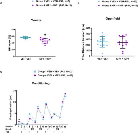 FIGURE 5: Effects of long‐term (1–3)IGF‐1 treatment on behavior in MAM‐exposed rats. (A) Y‐maze testing at P40 revealed a significant reduction in nov