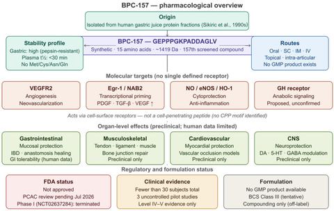 Figure 2: Pharmacological overview of BPC-157. The diagram illustrates the compound’s origin from human gastric juice protein fractions [2], its core 