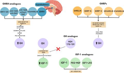 Figure 2: Overview of the discussed compounds and their receptors. The diagram summarises the principal receptor targets and canonical intracellular s