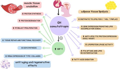 Figure 1: Effects of the GH-IGF-1 axis on skeletal muscle tissue, adipose tissue, and regenerative processes. Upward/downward arrows indicate relative