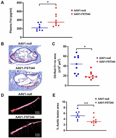 Figure 1: (A): Effect of AAV1-FST344 gene delivery on plasma Fst levels and atherosclerotic lesions. Eight-week-old Ldlr−/− male mice were injected vi